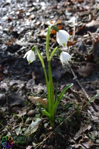 Leucojum vernum (2)6.jpg_product